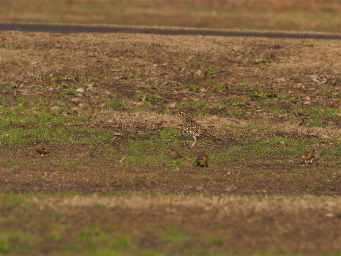 gcO~,Scaly Thrush